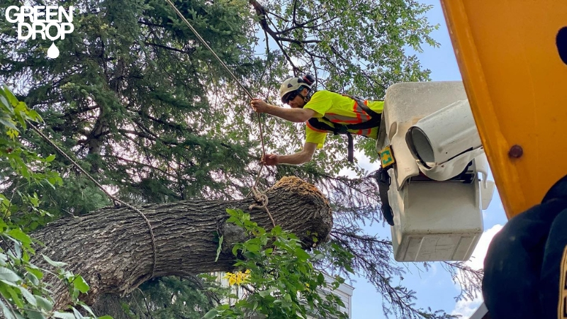 Green Drop worker on a lift holding a tree with a rope