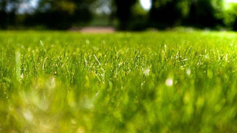 Freshly cut grass