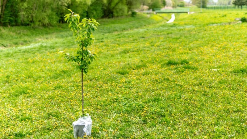 Green Plant Plastic Bag