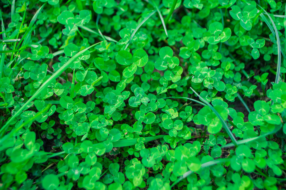 Clover field