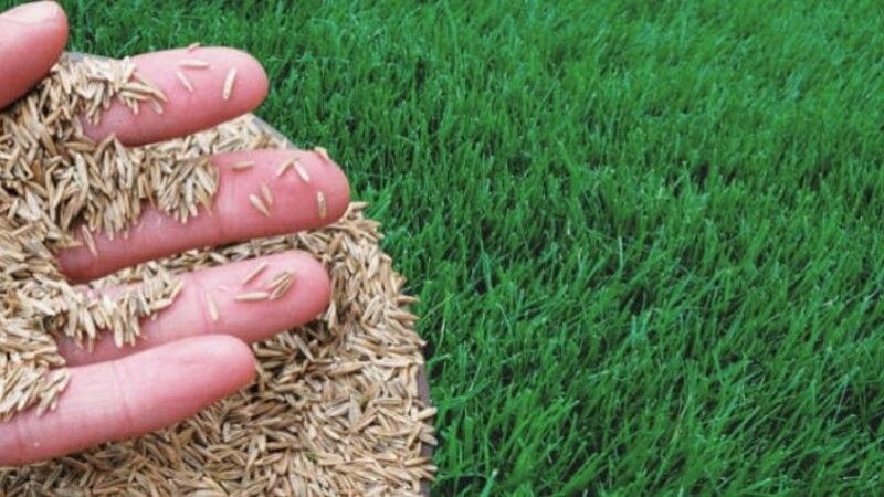 How Long Does It Take To See Results After Overseeding Your Lawn?