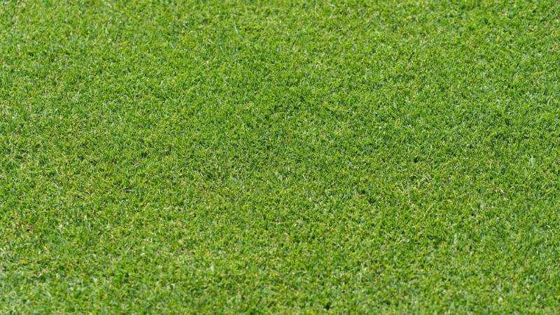 Healthy green lawn showing the benefits of proper mowing height and lawn care in Calgary