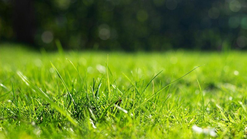 SoilBooster™ vs. Regular Fertilizer: What's the Difference and Do You Need Both?