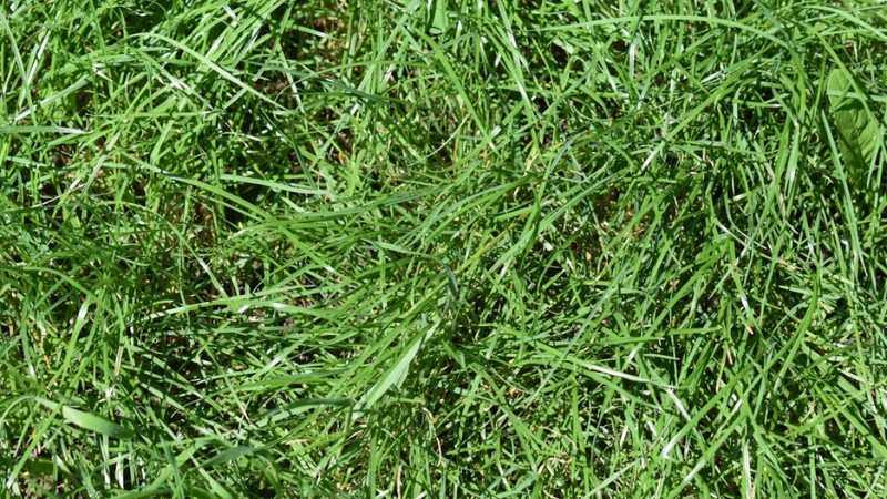 Thick green grass showing a healthy lawn before extreme heat and drought stress.