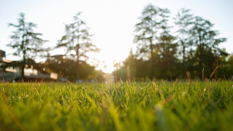 Common Lawn Problems in Saskatoon (And Why They Keep Coming Back)