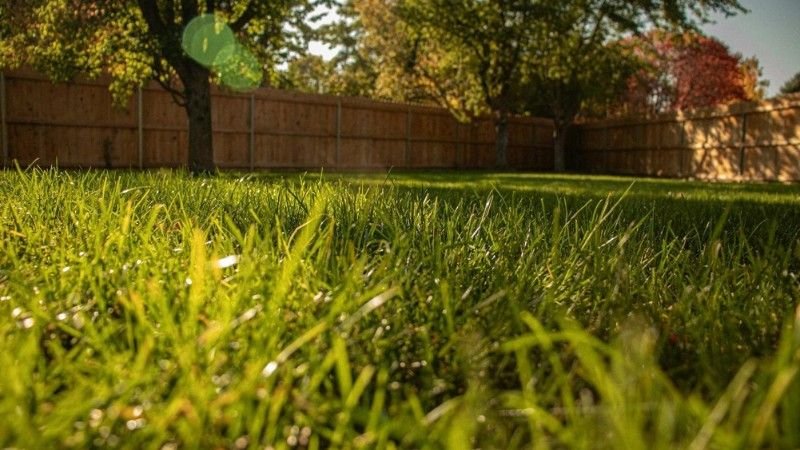 Healthy backyard lawn ready for spring growth and seasonal care