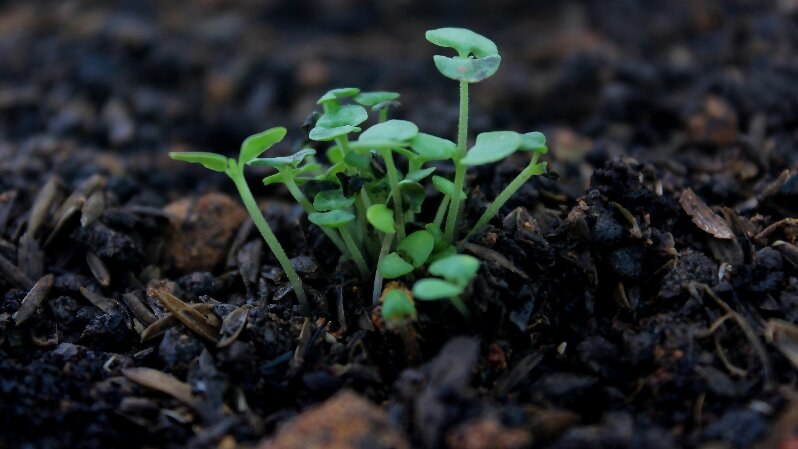 Healthy Soil Growth