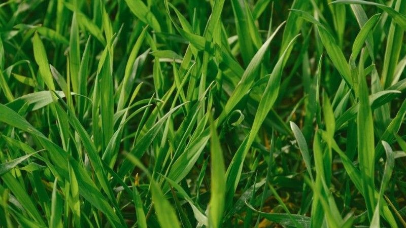 Yellow nutsedge plant with triangular stems and golden seed head rising above surrounding lawn grass.