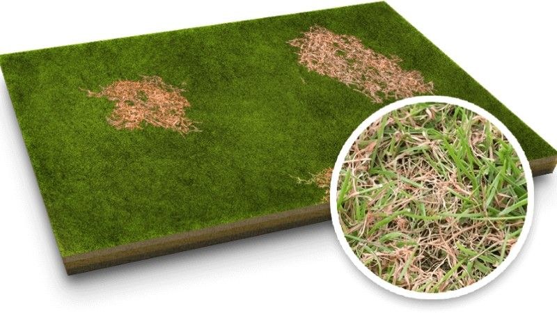 Illustration of red thread lawn disease with patchy damaged grass and close-up detail