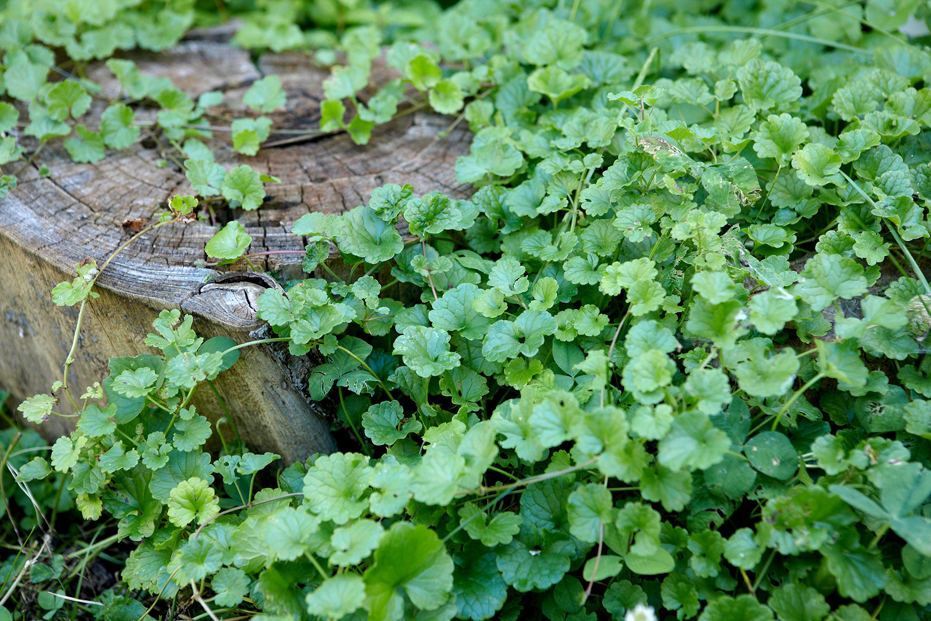 creeping weeds identification