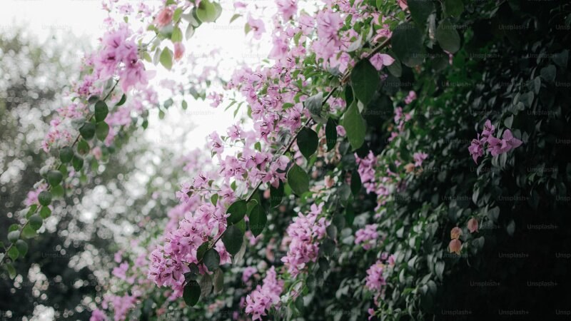 Japanese Lilac