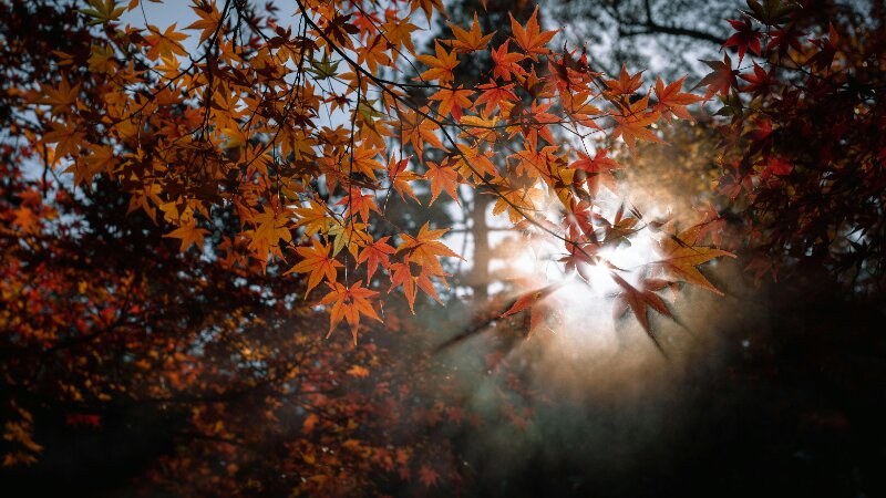 Japanese Maple