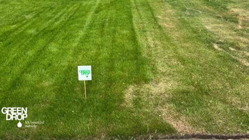 Lawn Care Green