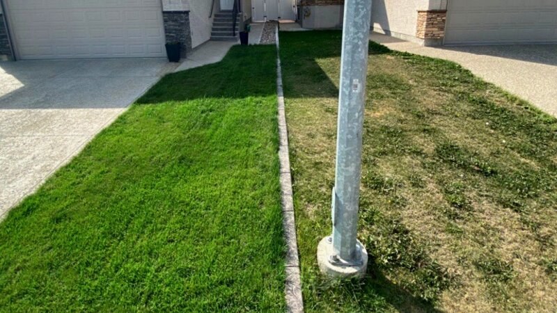 Lawn Comparison