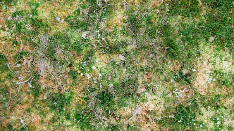 Thick green and yellow moss overtaking lawn grass, indicating poor drainage or soil pH imbalance.