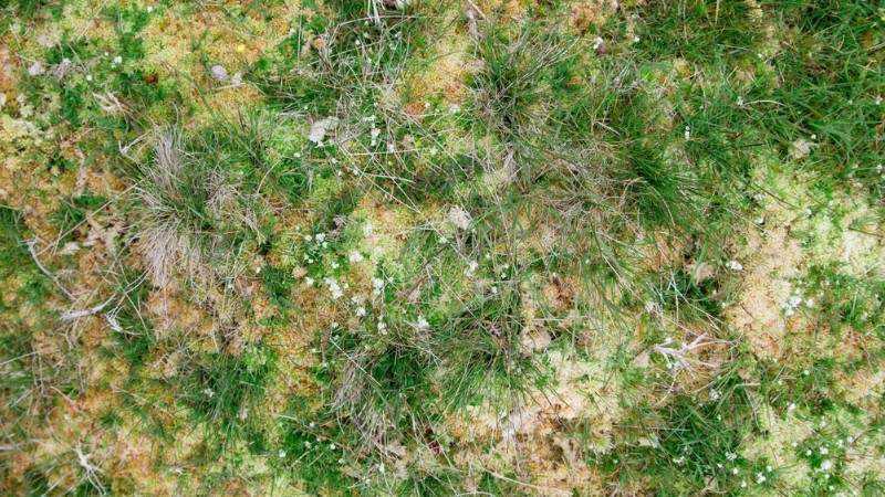 Patchy lawn with discoloured grass and uneven growth that may indicate lawn disease