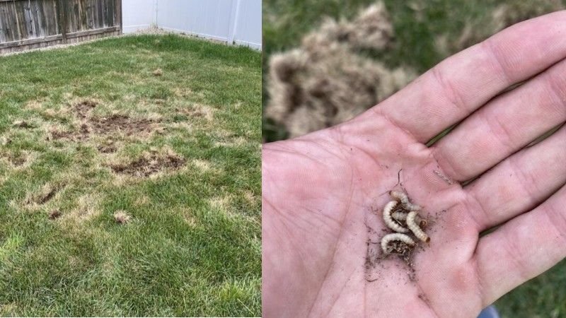 Damage by sod webworms