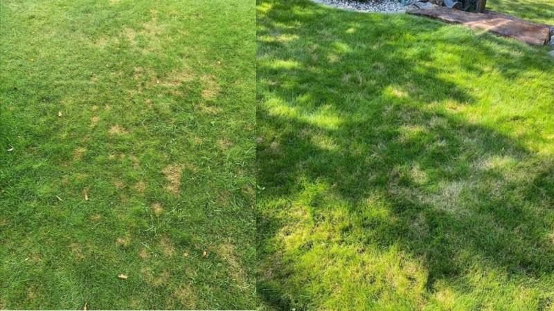 Lawn disease: Dollar Spot