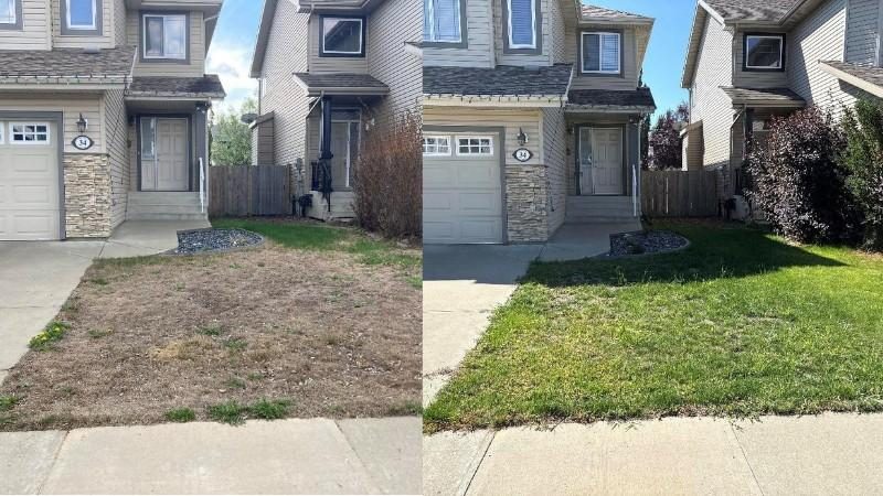 Before and after image of a patchy brown lawn transformed into a healthy green yard in front of an Edmonton home.