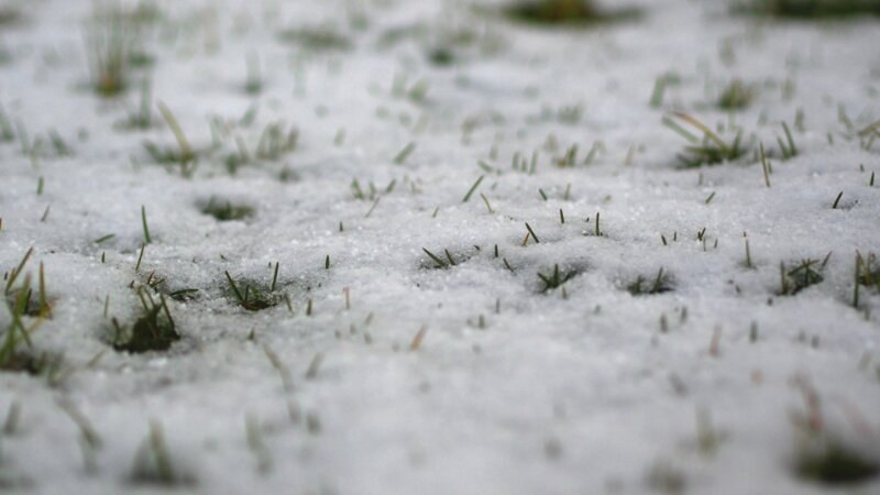 Green drop tips for lawn repair after winter