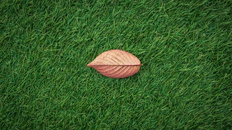 Leaf Fresh Cut Grass