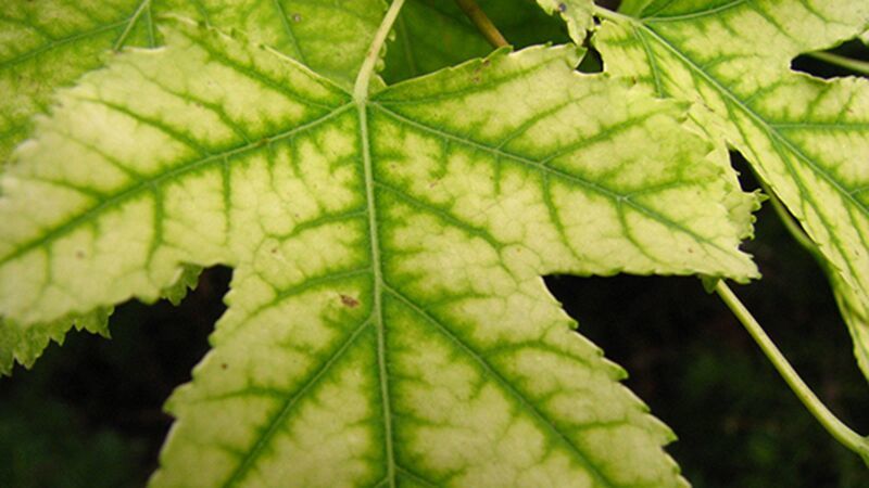 Leaf with iron chlorosis