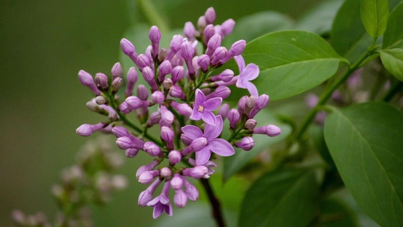 Close-up of purple lespedeza flowers with clustered petals and surrounding green leaves.