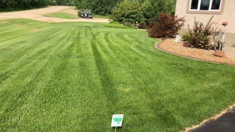 Thick, green, healthy lawn beside a home, maintained after successful overseeding.