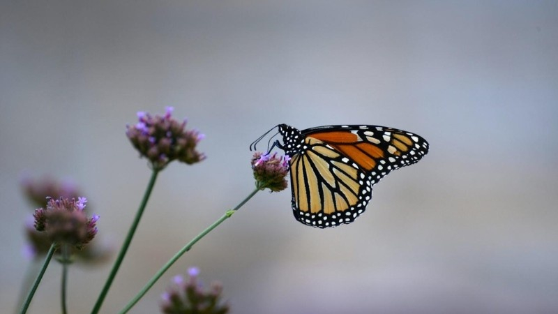 Monarch butterfly perched on native purple wildflowers, highlighting pollinator-friendly gardening.