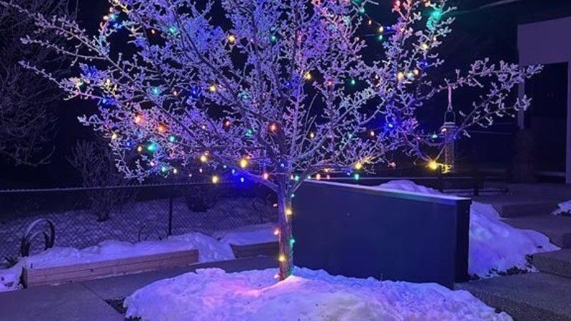 A small tree decorated with bright multicolour holiday lights glowing against the snow, showing an energy-efficient winter lighting display.
