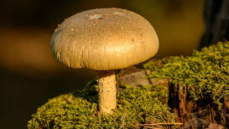 Mushroom growing on a tree stump