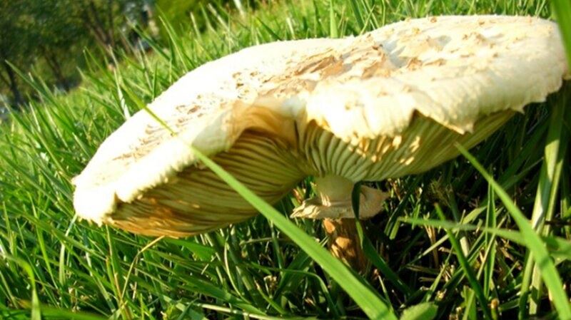 Mushroom in grass