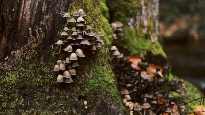 Mushroom growing out of a tree trunk