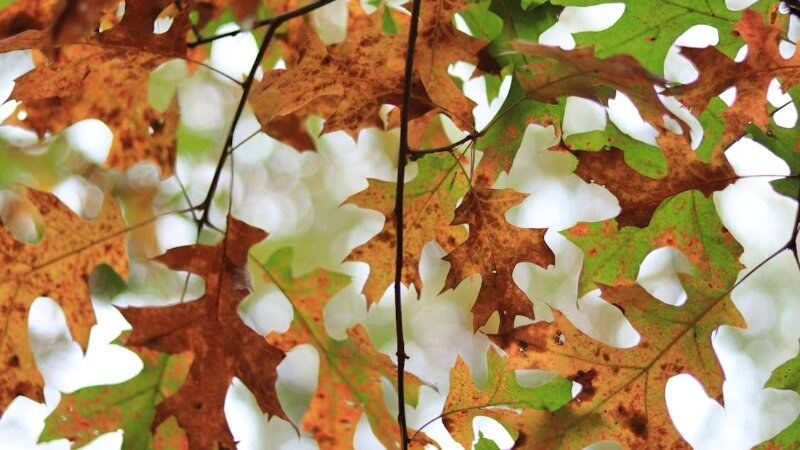 Oak wilt leaf