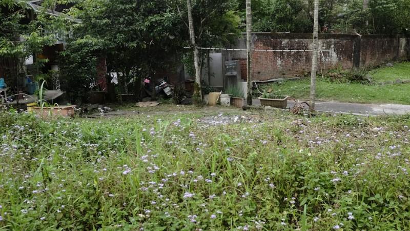 Messy and overgrown backyard filled with weeds and tall unkempt grass.