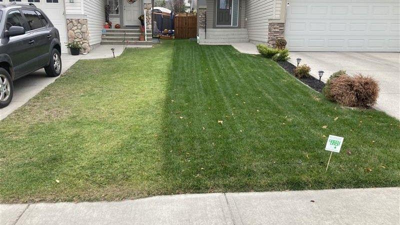 Front lawn showing clear difference between overseeded healthy grass and untreated patchy grass.