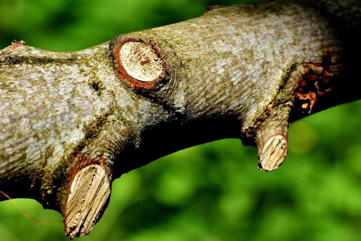 Part of a tree showing cut branches