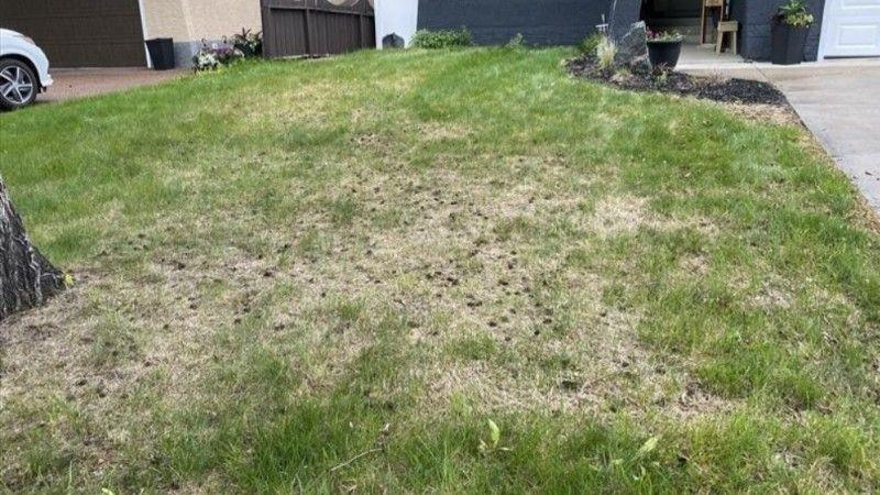Patchy Calgary lawn with thin, uneven grass caused by summer stress and shallow roots