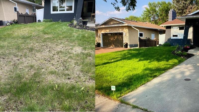 Comparison of a thinning, patchy backyard and its lush green transformation after lawn treatment in Alberta.