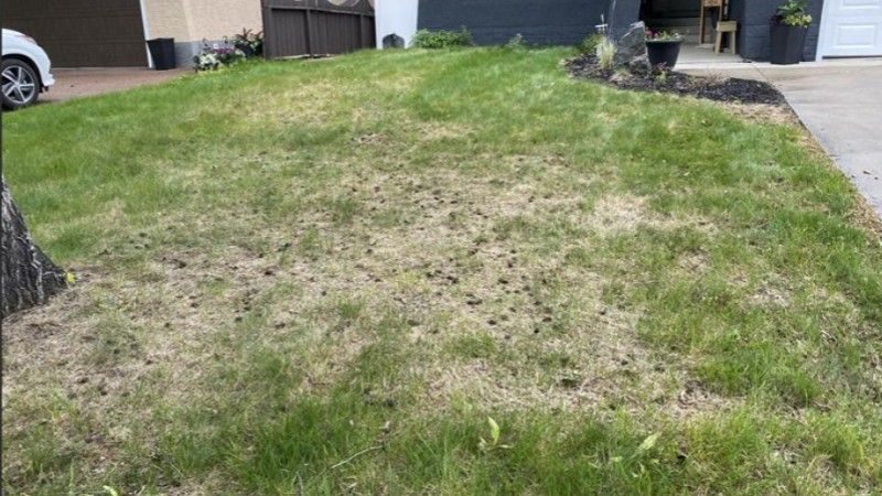 Patchy front lawn with bare spots and weak grass that may need repair