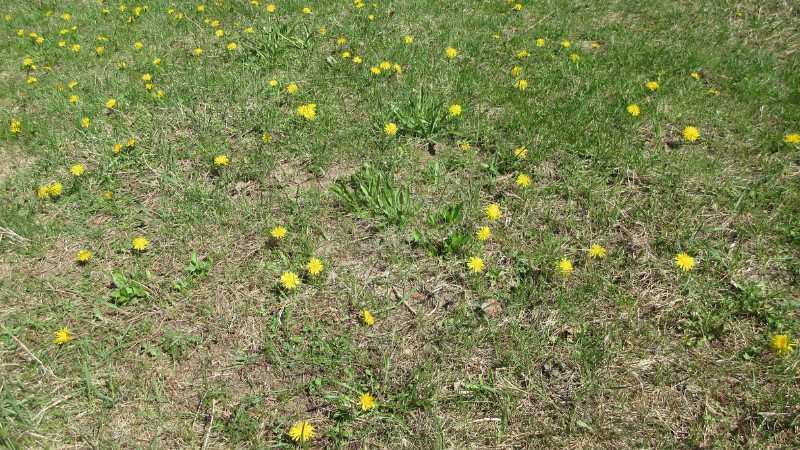 Patchy lawn filled with sparse grass and scattered yellow dandelions, showing poor turf density.