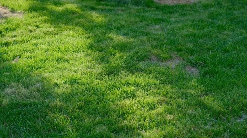 Patchy lawn with uneven growth and weak areas in the grass