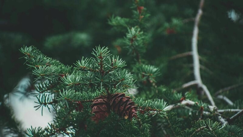 Pine Cone On A Tree