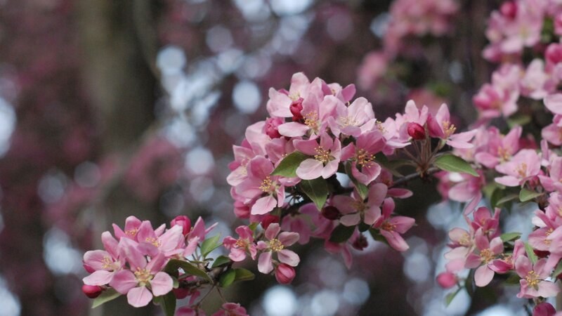 Pink Flower