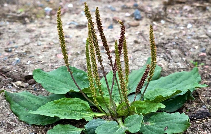 Plantain weed