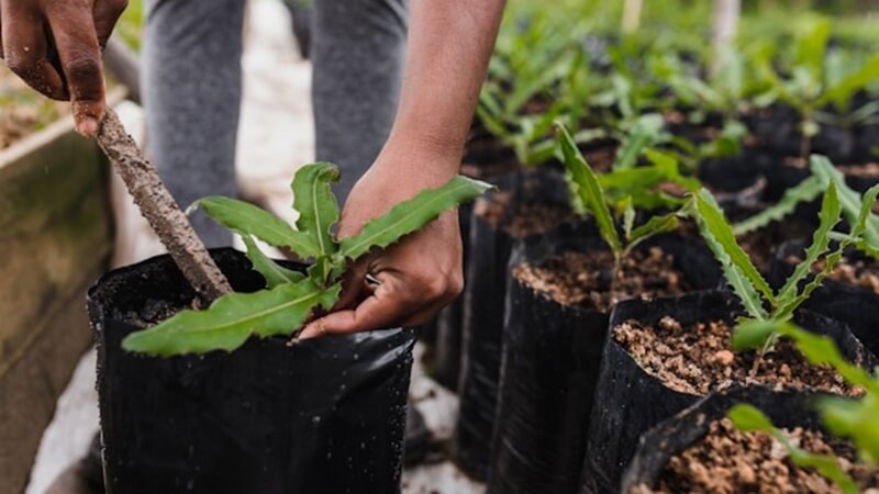 Plastic Bag Plant