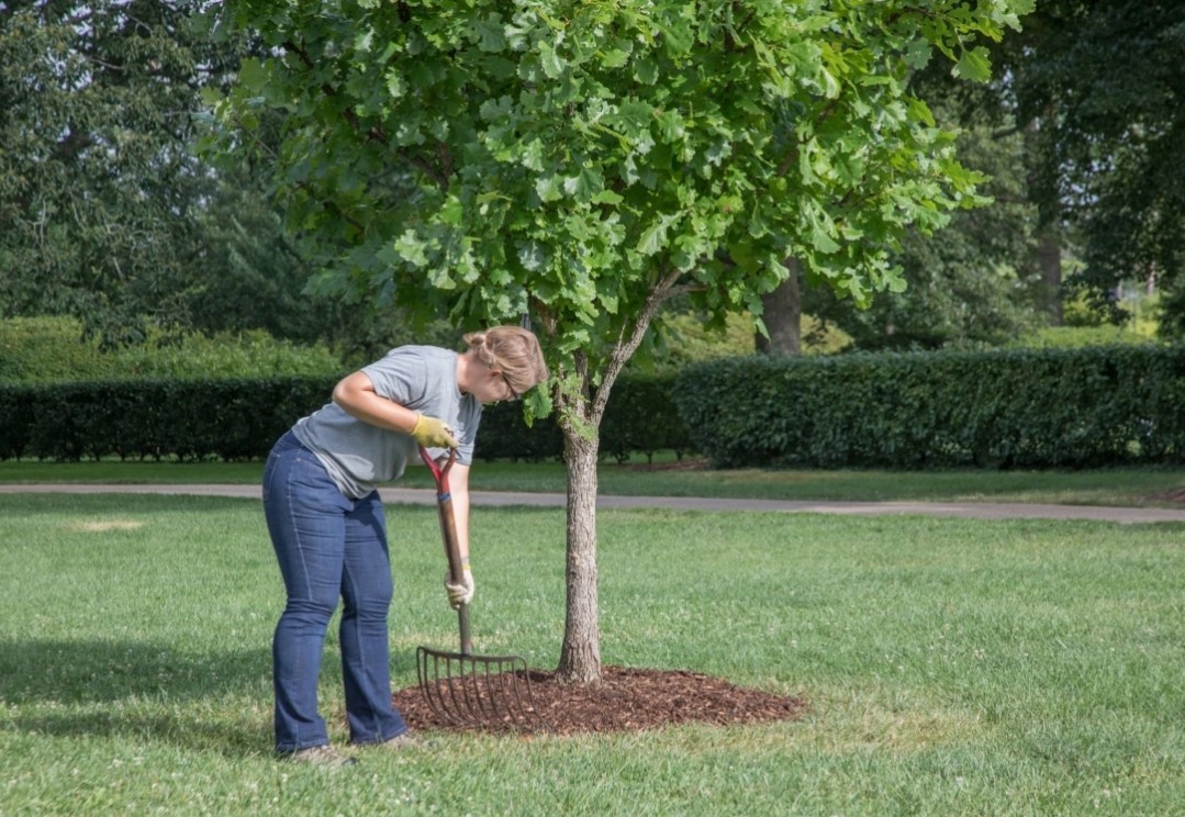 Properly mulched tree