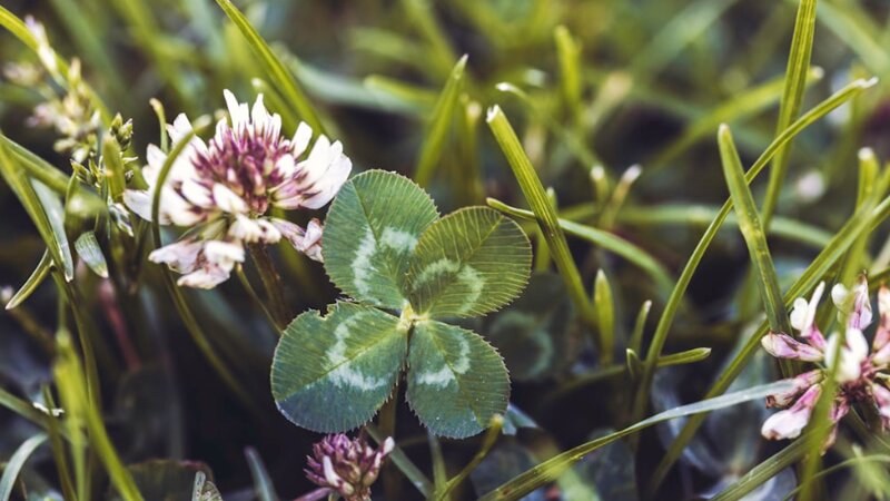 Purple and white flowers