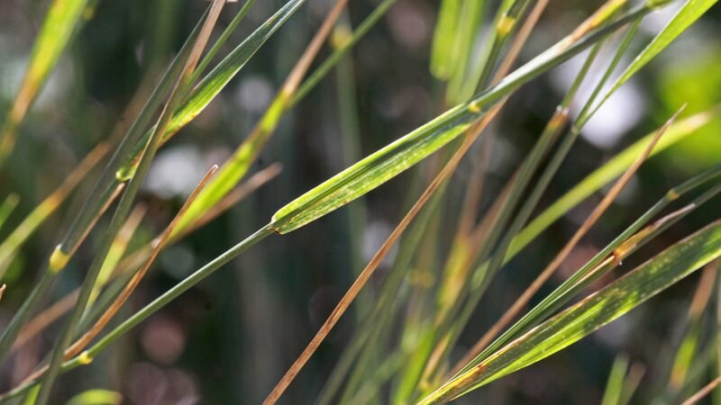 Quackgrass