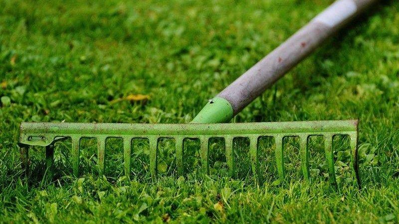 Garden rake used for early spring lawn cleanup and yard prep